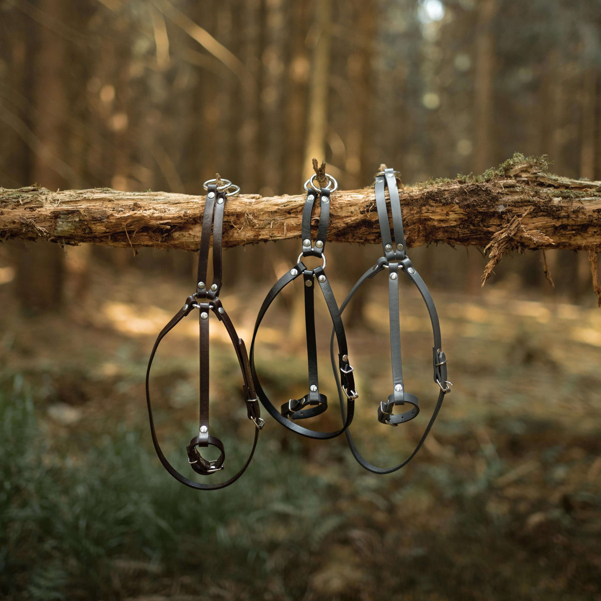 Three leather horse halters in different colors hang from a fallen tree branch in a sunlit forest, evoking the spirit of hobby horsing amid blurred trees and foliage in the background.