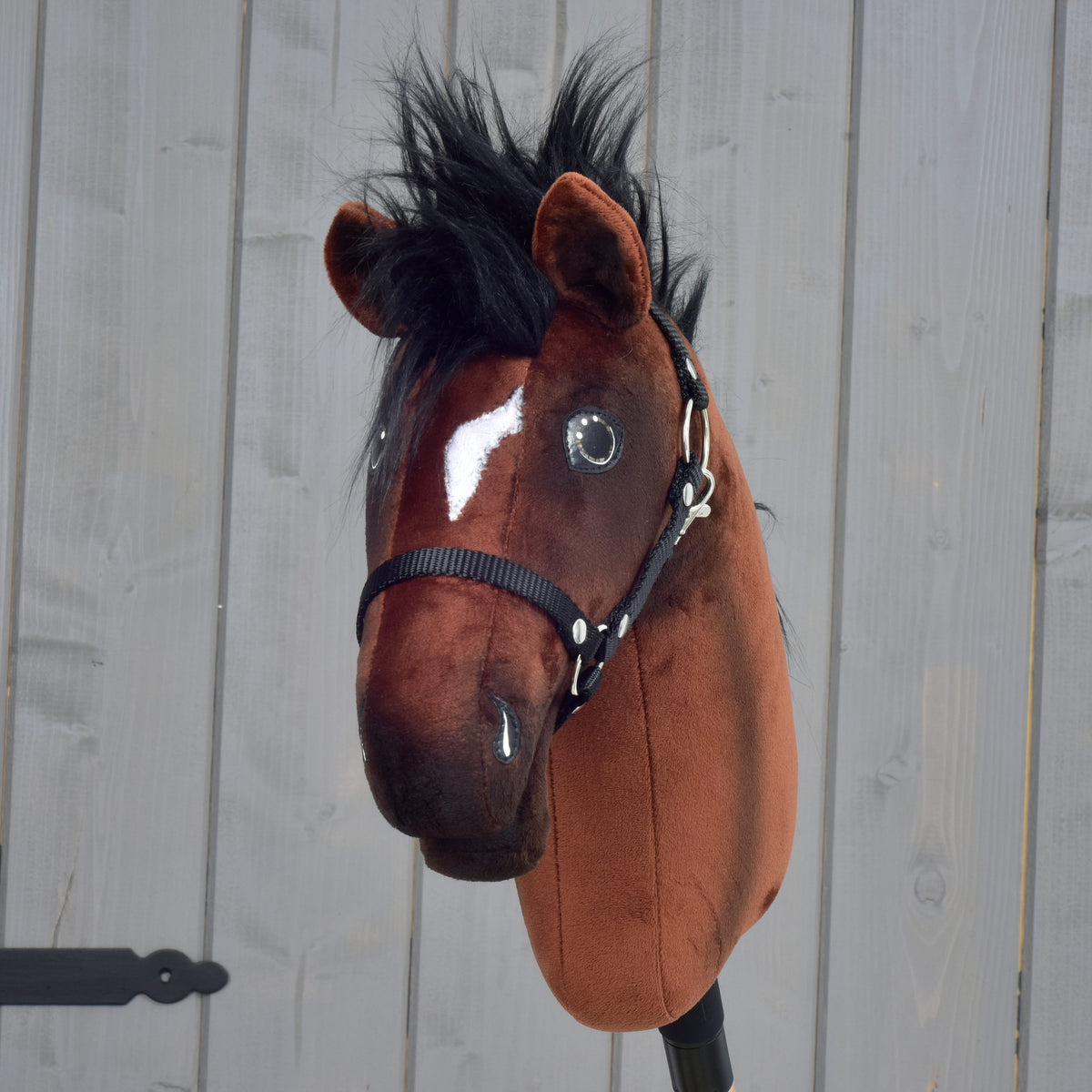 Front view of Hobby Horse Roger with a white blaze, silver-grey eyes, a black forelock and black halter against a grey wall