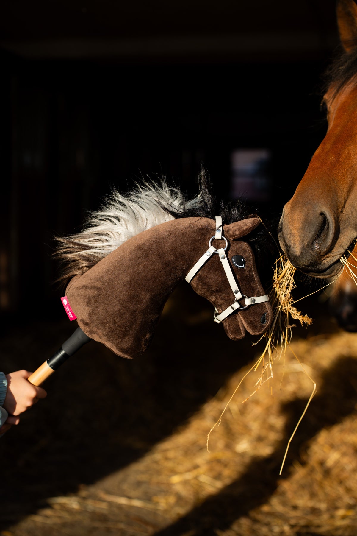 Detail photo: the head of the Hobby Horse Alfredo with Black Halter by Hobby Horse LarDen - brown plush, light yarn mane - beside the head of a real bay horse in the stable, shown here with the Halter - light grey leatherette.